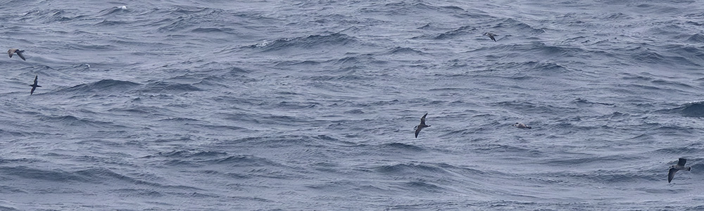 great shearwaters